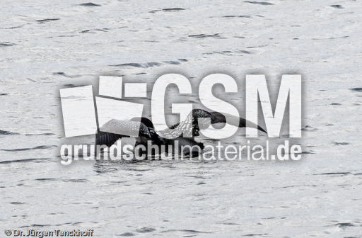 Eistaucher (5 von 26).jpg